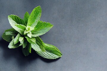 Wall Mural - Fresh sprig with peppermint leaves close-up on a dark background, created with generative ai