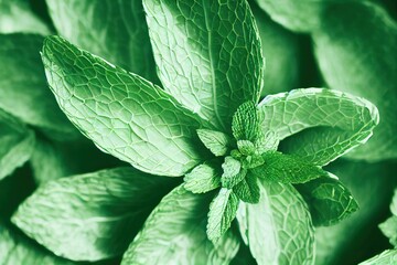 Canvas Print - Close-up of young peppermint bushes and veined leaves illuminated by the rays of the sun, created with generative ai