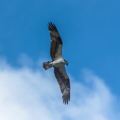 Wall Mural - Western osprey flying