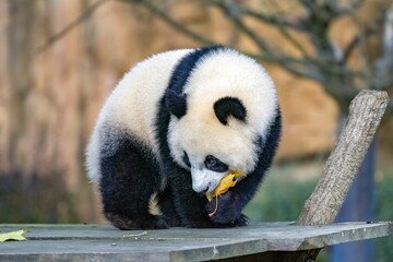 Canvas Print - A giant panda, a cute baby 