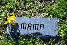 Beloved Mama Is Remembered With Daffodils