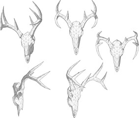 sketch vector illustration of deer antler head wall decoration