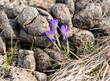 spring flowers sprout from cow manure