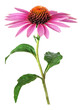 Echinacea flower for homeopathy, transparency background	