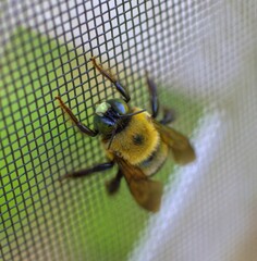 closeup shot of a bumblebee on the net