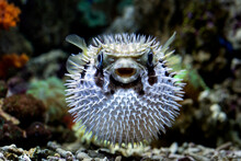 Close-up Of A Pufferfish Swimming In An Aquarium