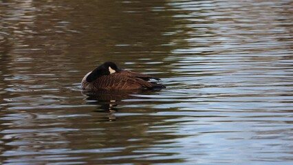 Sticker - Goose swimming on the water and splashing with the wings