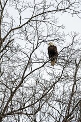 Poster - Closeup shot of a bald eagle perched on a tree branch in a park