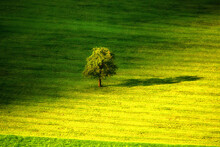 Aerial View Of A Lone Tree In A Field, Switzerland