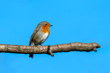 Wall Mural - Robin redbreast (Erithacus rubecula) bird a British European garden songbird with a red or orange breast often found on Christmas cards, stock photo image