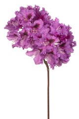 Wall Mural - rhododendron flower isolated