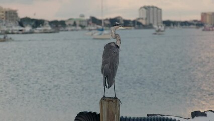 Poster - Selective shot of a Blue Heron (Ardea Herodias)sitting on top of wooden column overlooking the lake