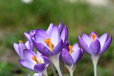 Fototapeta Kwiaty - Fioletowe kwiaty krokusa botanicznego (Crocus chrysanthus), odmiana 'Blue Pearl' - krople wody