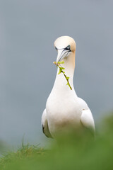 Wall Mural - northern gannet with nesting material in the beak