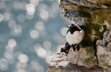 Wall Mural - razorbill on a cliff against bokeh background