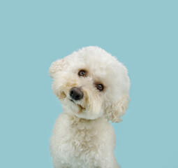 Wall Mural - Cute and sweet poodle puppy dog thinking and tilting head side. Isolated on blue pastel background