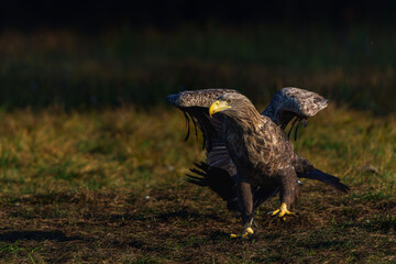 Poster - White tailed eagles (Haliaeetus albicilla) searching for food in the early morning on a field in the forest in Poland. 