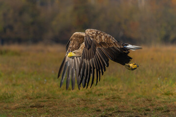 Poster - Eagle flying. White tailed eagles (Haliaeetus albicilla) flying at a field in the forest of Poland searching for food on a foggy autumn morning.