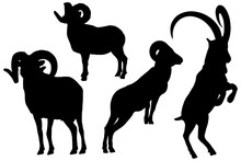Silhouette Set Of A Ram Ibex Male Sheep Eps 10 Transparent Background