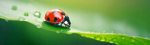 Ladybug On A Beautiful Green Background With Plants And Water Drops. Generative AI,