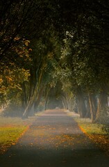 Sticker - Vertical shot of a walkway surrounded by autumn trees in a park