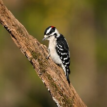 Closeup Shot Of A Male Downy Woodpecker Bird Perched On A Tree Branch