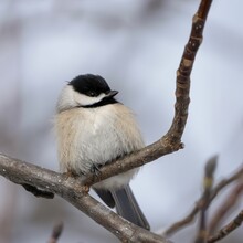 Closeup Of A Carolina Chickadee Perched On A Tree Branch In Dover, Tennessee