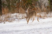 Beautiful View Of A White Tailed Deer Running In The Snow In Dover In Tennessee