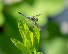 Close-up Shot Of A Male Blue Dasher Dragonfly