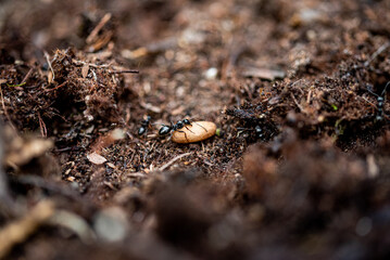 ants in an anthill