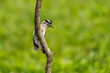 Macro Shot Of A Downy Woodpecker Perched On A Branch Against The Green Plants