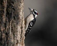 Closeup Shot Of A Male Downy Woodpecker Perched On A Tree Trunk