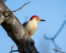 Closeup Shot Of A Male Red-bellied Woodpecker Perched On A Tree Branch