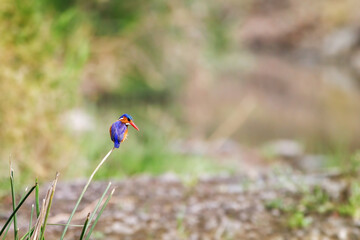 Wall Mural - A malachite kingfisher, Corythornis cristatus, on a riverbank in the Masai Mara, Kenya.