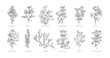 © sabelskaya - Culinary herbs and plants set hand drawn sketch vector illustration isolated.