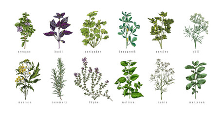 Wall Mural - Set of hand drawn colorful herbs with titles sketch style