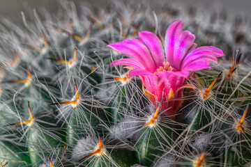 Wall Mural - a lone pink flower is blooming on this cactus on our windowsill in windsor in upstate ny. flower sur