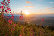 Pinke Schmalblättriges Weidenröschen Blumen bei Sonnenuntergang mit Blick auf Tal und Berge