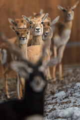 blackbuck