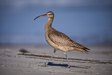 The Curlew At The Cost Near Monterey
