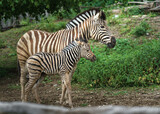 Fototapeta Sawanna - Burchell's zebra