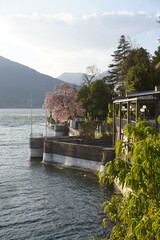 Wall Mural - panoramic view of the shore of lake Maggiore with a pink magnolia tree in bloom in a summer resort, Italy