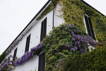 Old House With Purple Wisteria Flowers And Green Ivy Climbing On The White Facade In Ticino