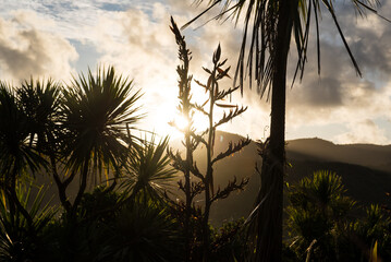 Sunrise Te Henga Walkway Bethells Beach Auckland Tamaki Makaurau Aotearoa New Zealand