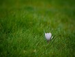 canvas print picture - White Crocus Flower on Grass