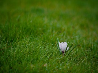 Poster - White Crocus Flower on Grass