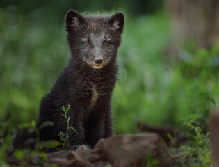arctic fox