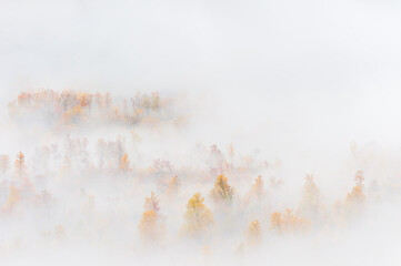 Mist at forest with autumn colors