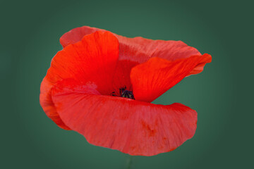 Wall Mural - Red poppy close up isolated on green blur background.