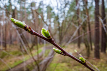 Spring Branch With Green Buds With Forest In Background. High Quality Photo